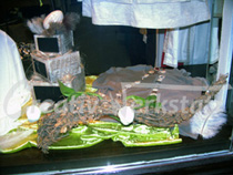 Schafenster4